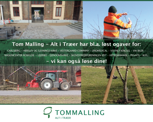 Tom Malling – Alt i Træer